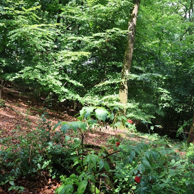 Eine Lichtung in dem geplanten Ruheforst.