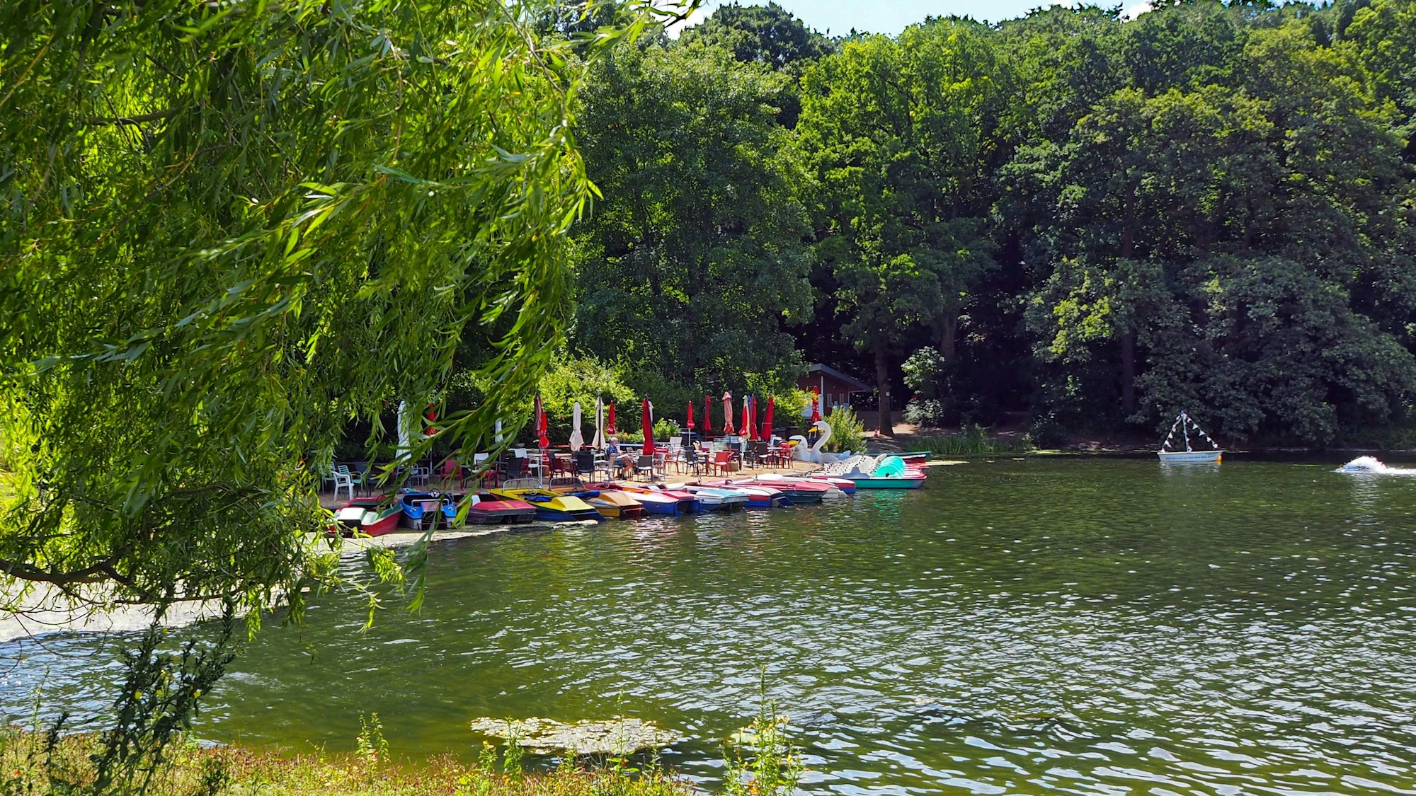 Ein grünes Naturidyll im Kölner Süden – der Kalscheurer Weiher