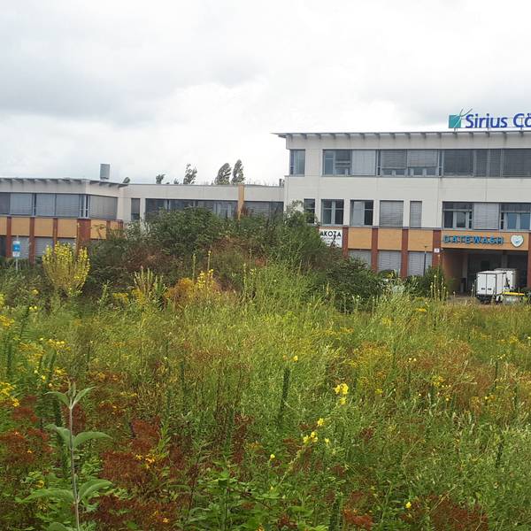 Eine grün bewucherte Brachfläche (im Vordergrund), auf der eine Dreifachturnhalle entstehen könnte. Im Hintergrund ist ein Bürogebäude von Sirius Cölln Parc zu sehen.