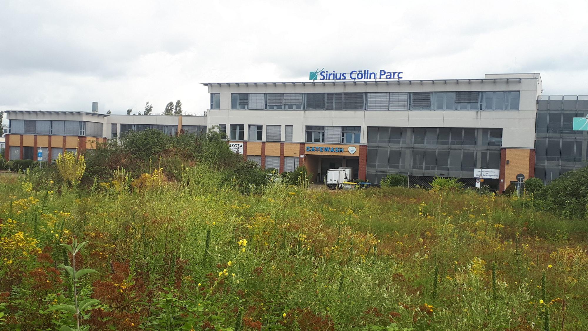 Eine grün bewucherte Brachfläche (im Vordergrund), auf der eine Dreifachturnhalle entstehen könnte. Im Hintergrund ist ein Bürogebäude von Sirius Cölln Parc zu sehen.