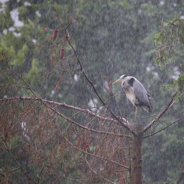 Ein Reiher sitzt auf einem Baum im Regen.