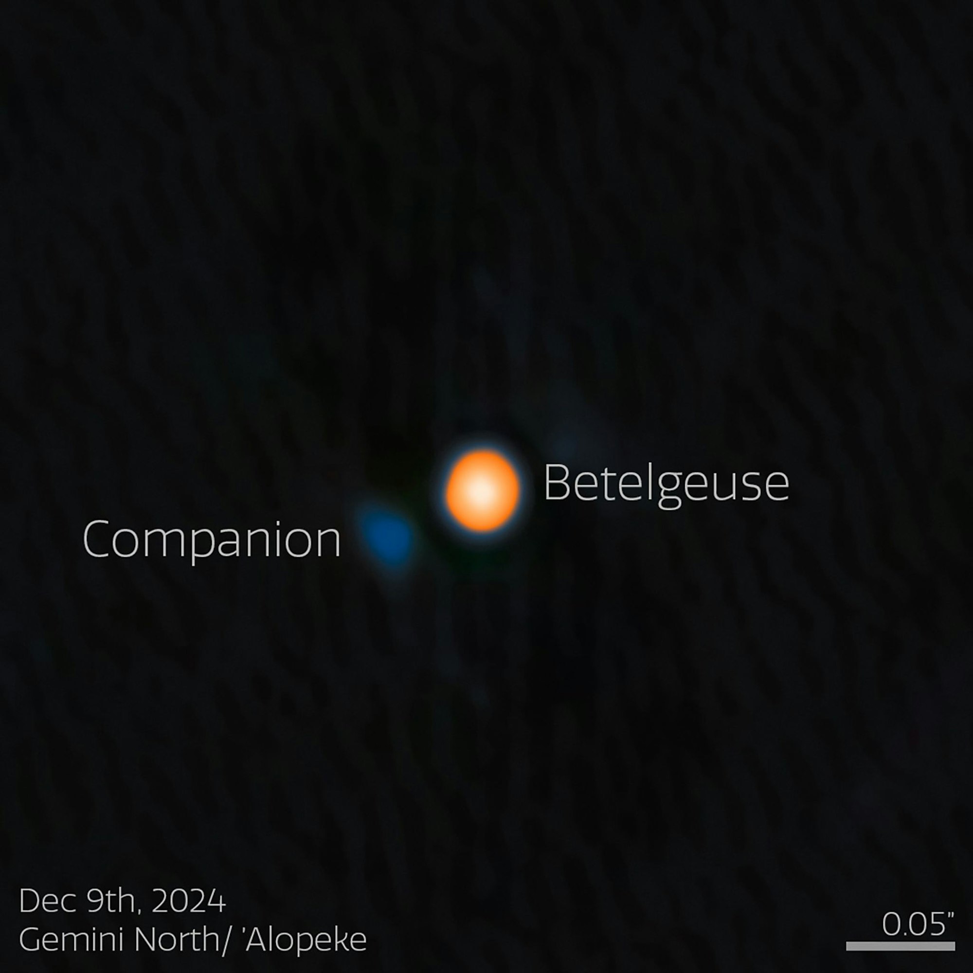 Astronomen haben wahrscheinlich einen Begleitstern von Beteigeuze (englisch: Betelgeuse) entdeckt. Der Begleitstern erscheint hier blau.