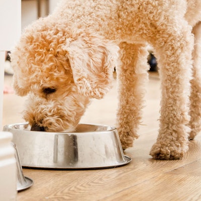 Die Stiftung Warentest hat 24 Trockenfutter für Hunde getestet.