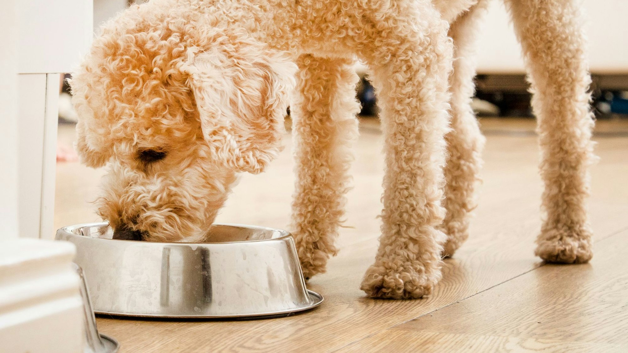 Die Stiftung Warentest hat 24 Trockenfutter für Hunde getestet.