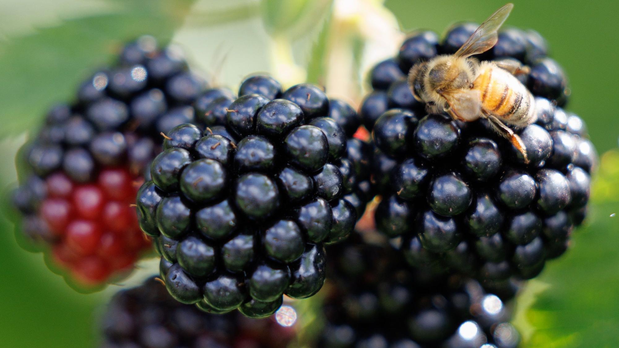 Der heiße Sommer hat auch sein Gutes: Die Brombeeren reifen und sind süß.