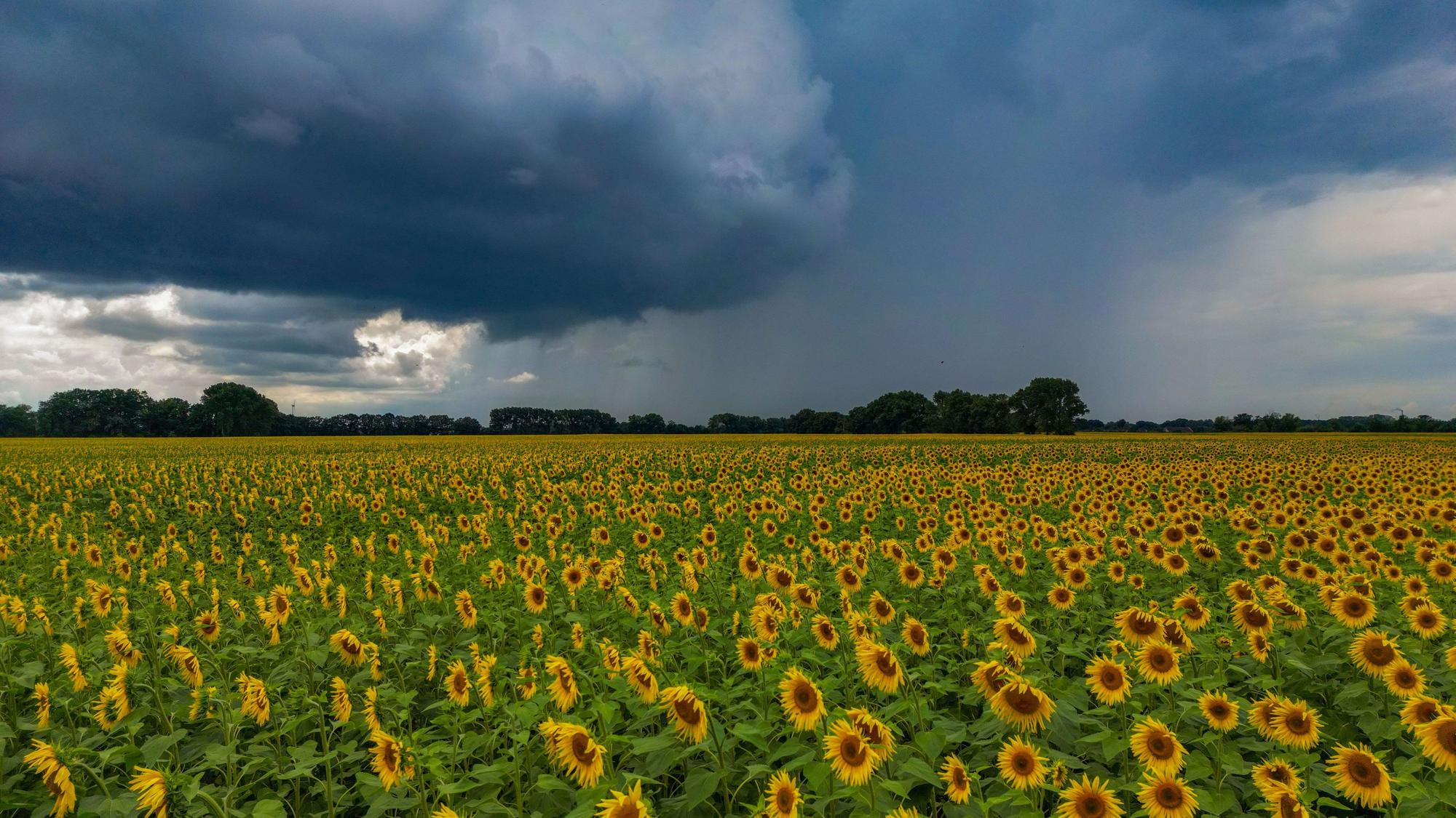 Dunkle Regenwolken ziehen über ein Feld mit blühenden Sonnenblumen: Immer wieder gibt es jetzt Regen und Gewitter.