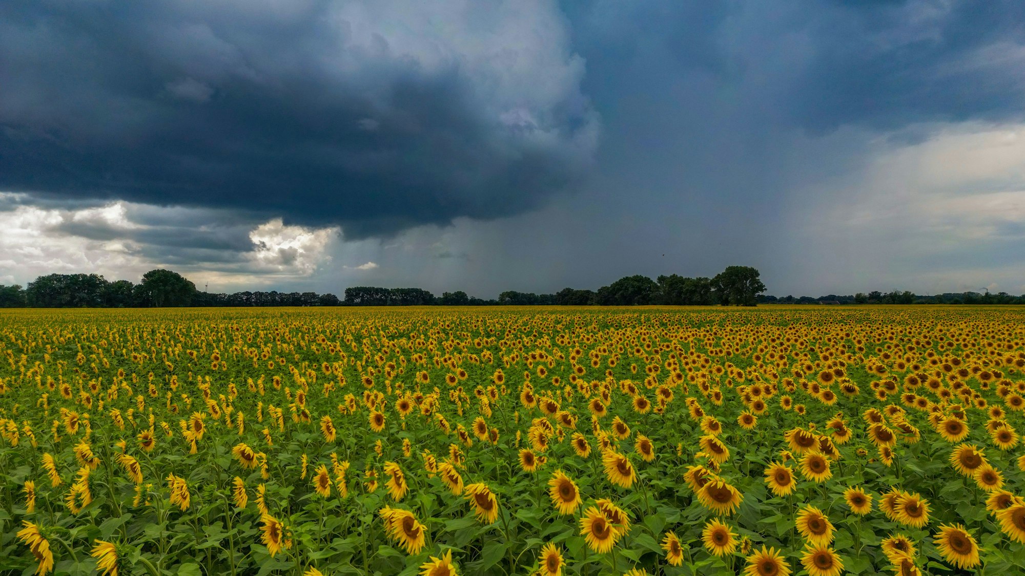 Dunkle Regenwolken ziehen über ein Feld mit blühenden Sonnenblumen: Immer wieder gibt es jetzt Regen und Gewitter.