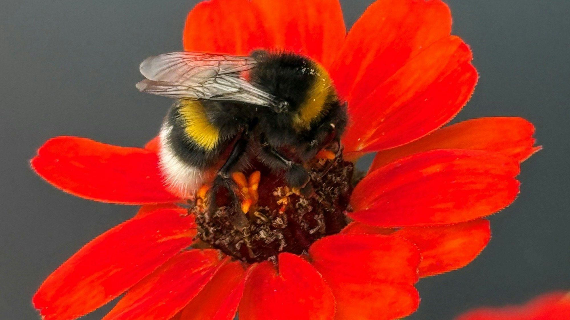 Eine Hummel an einer roten Blüte.