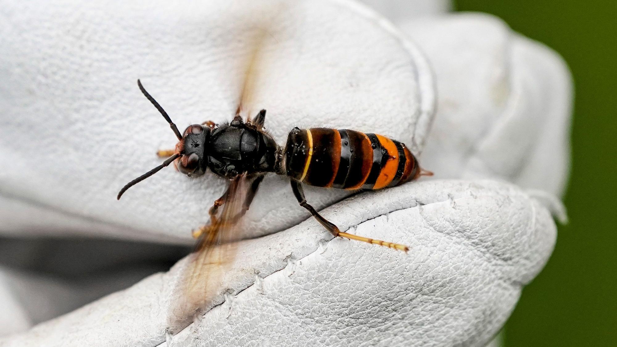 Eine Asiatische Hornisse wird von einem Biologen mit einem Handschuh gehalten.