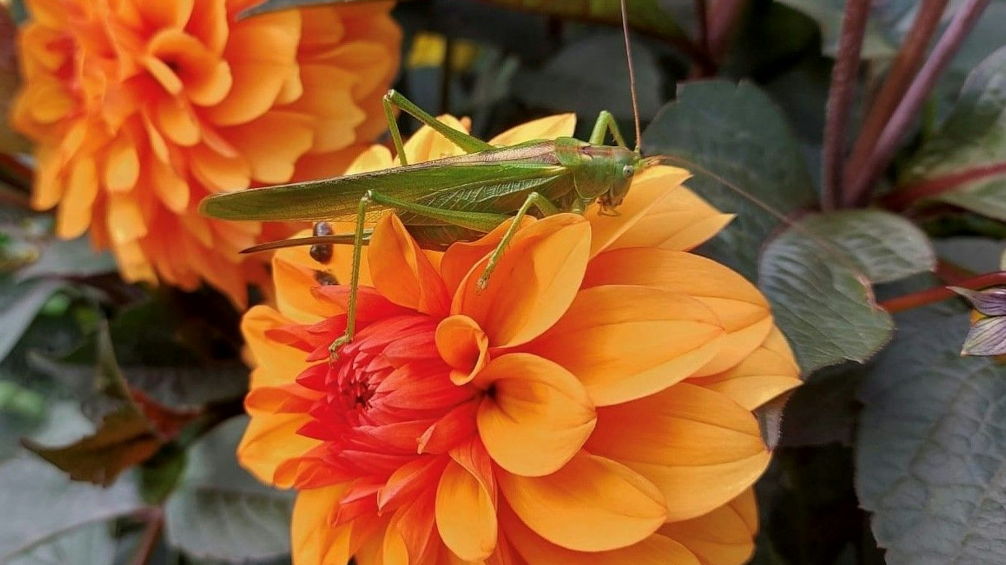 In Waldbröl-Geilenkausen sitzt Grashüpfer auf einer Blume.