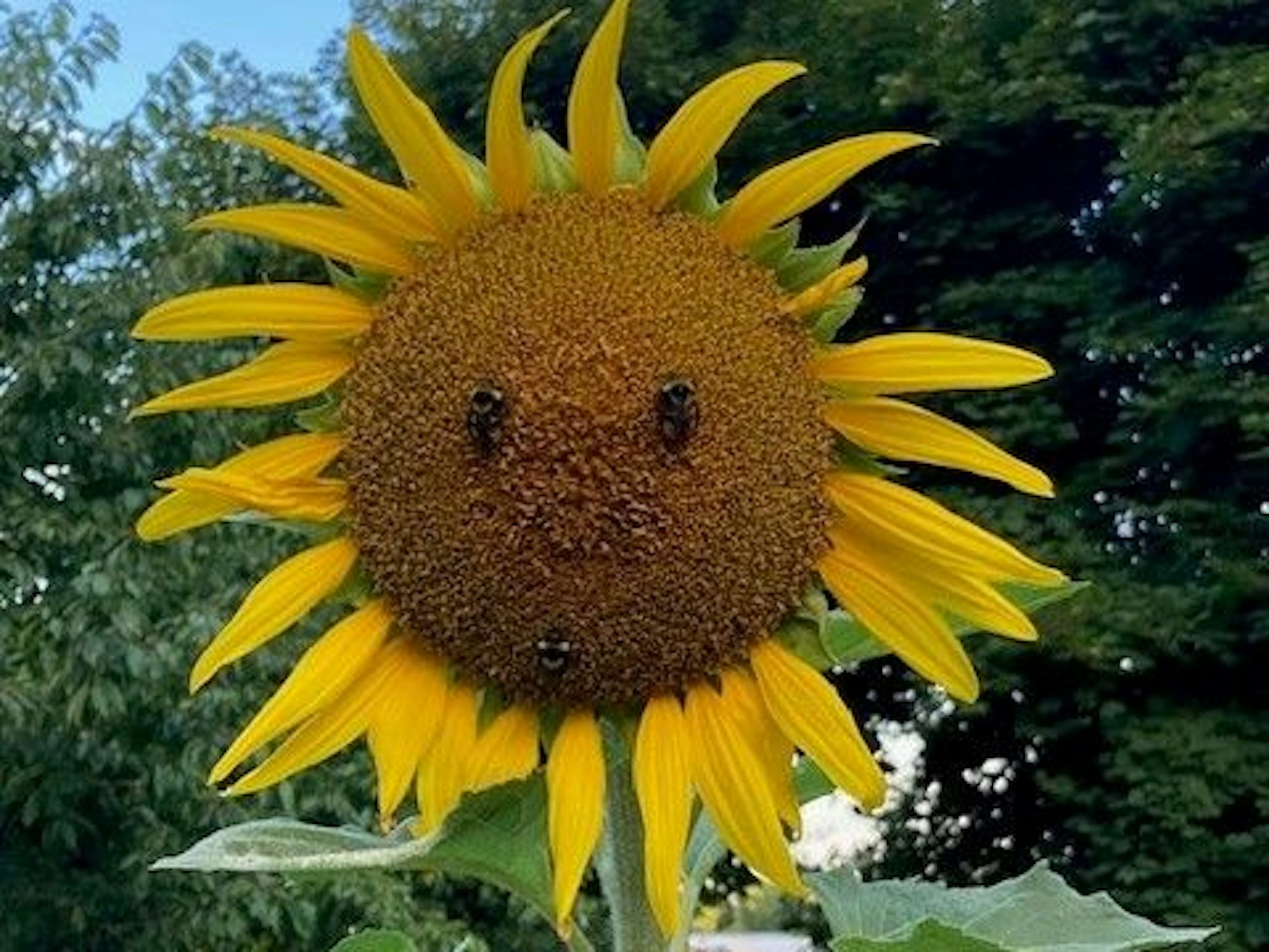 Eine Sonnenblume mit lächelndem Gesicht.