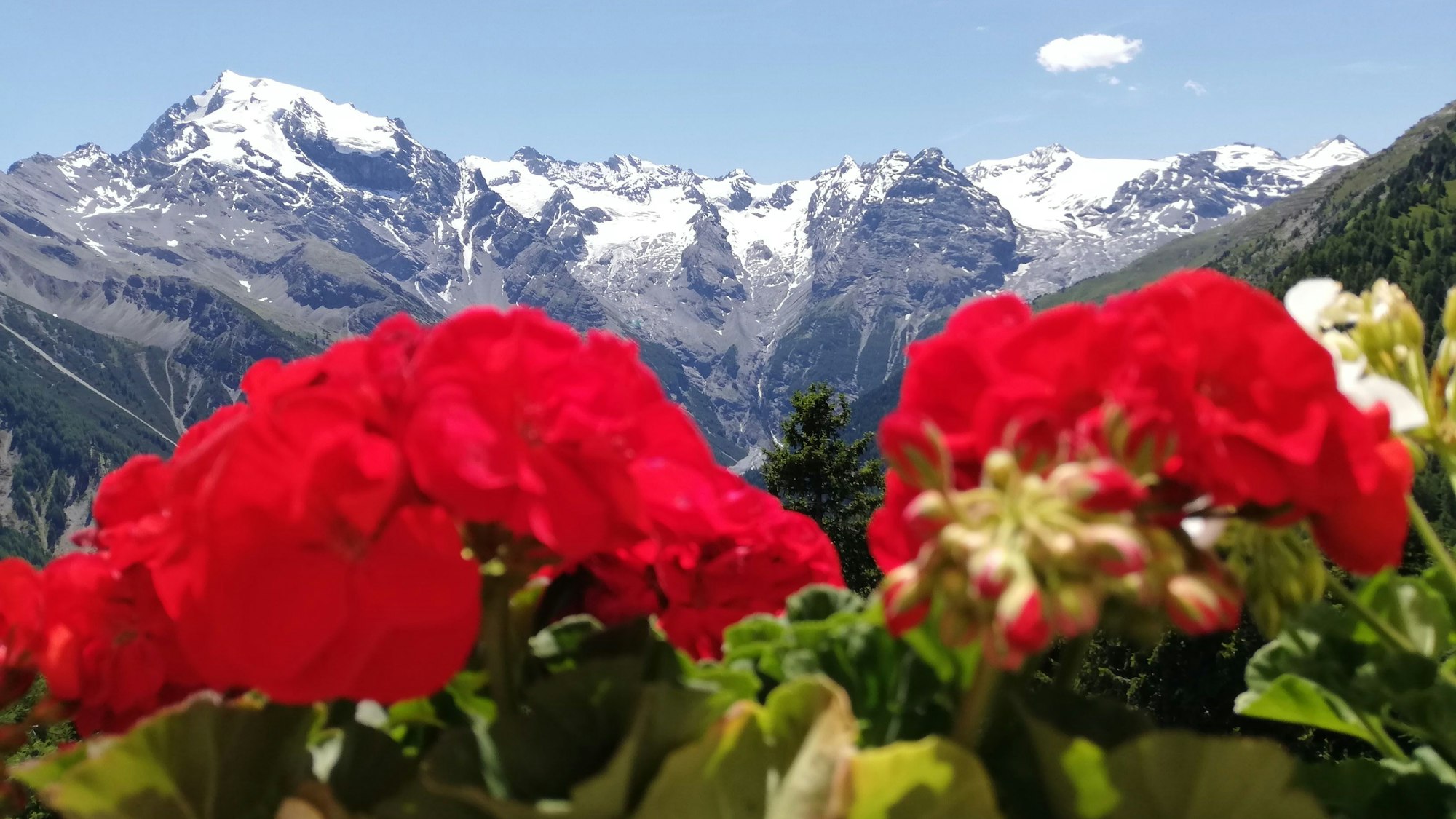 Blick auf die schneebedeckten Berge in Südtirol. Im Vordergrund sind rote Blumen zu sehen.