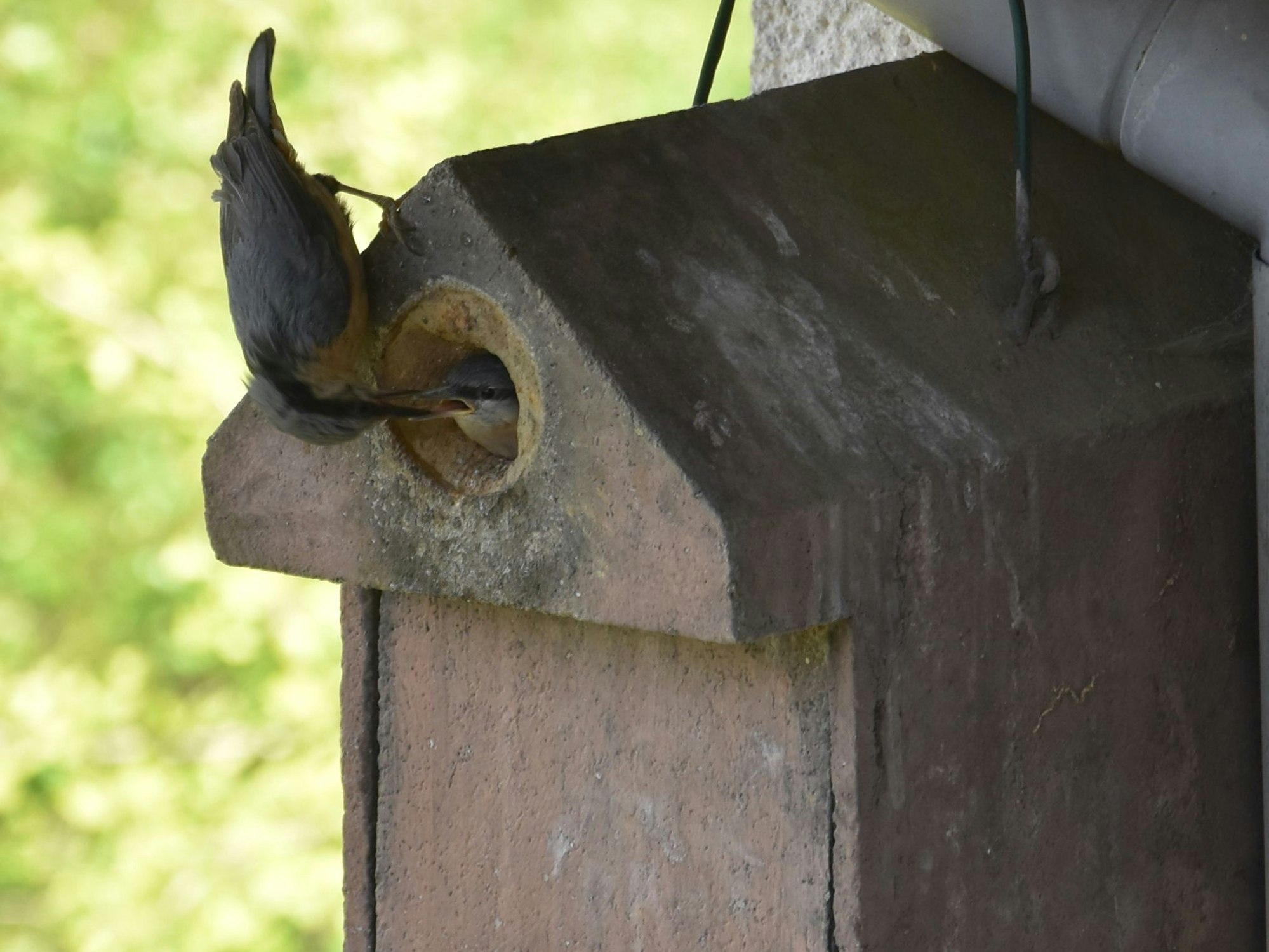 Ein Kleiber guckt in ein Vogelhaus und füttert ein Junges.
