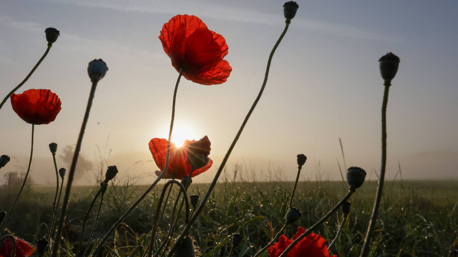 Obermarchtal: Hinter Mohnblumen geht am Morgen die Sonne im Nebel auf.