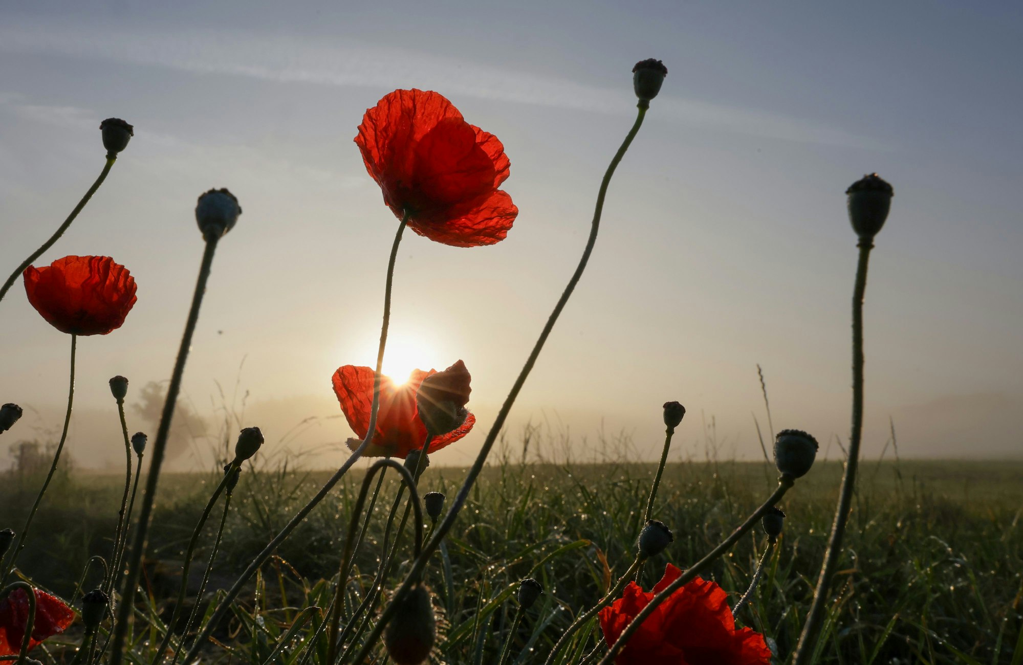 Obermarchtal: Hinter Mohnblumen geht am Morgen die Sonne im Nebel auf.