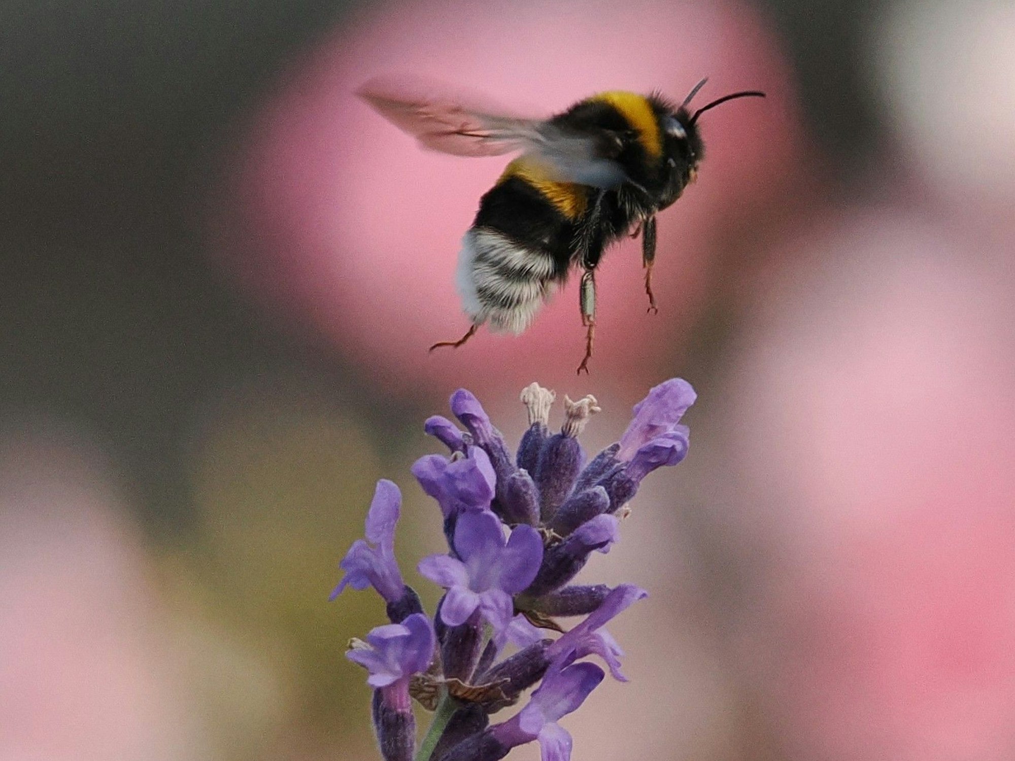 Eine Hummel kurz vor der Landung auf einer Blüte.