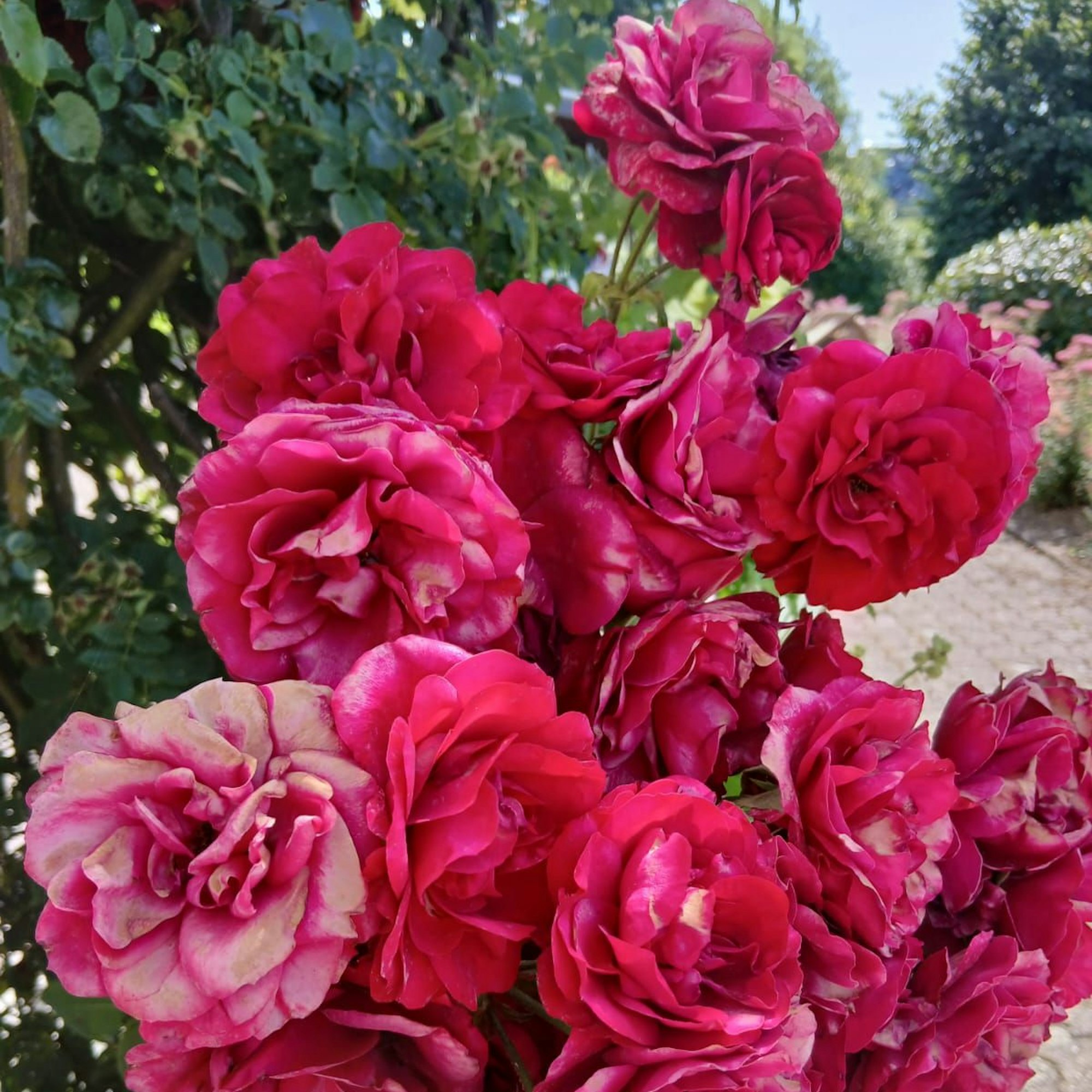 Ein blühender roter Rosenstock.