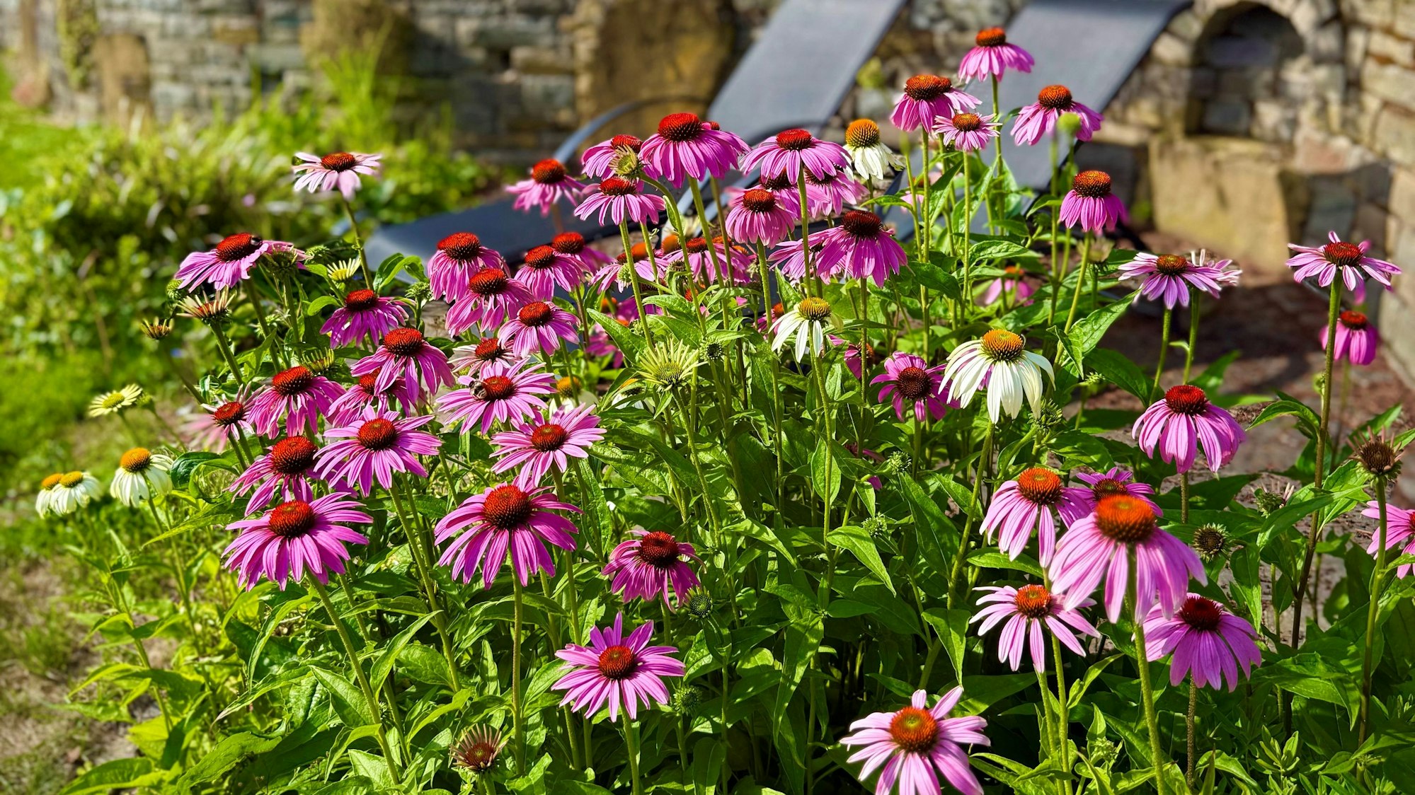 Blumen in einem Garten.