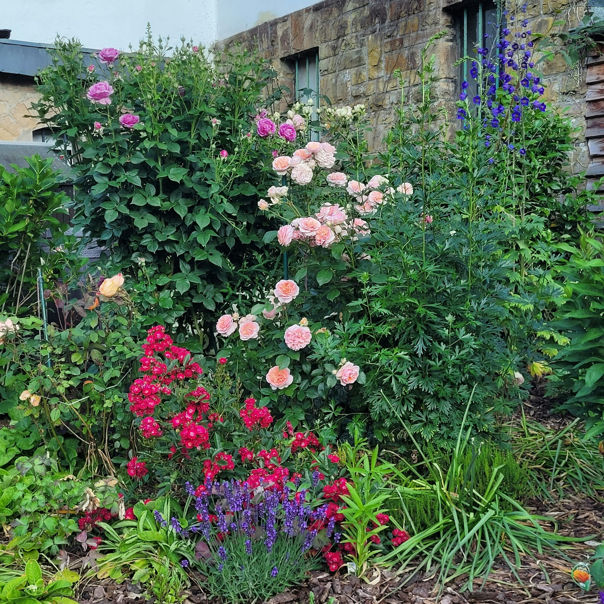 Verschiedene bunte Blumen in einem Garten.