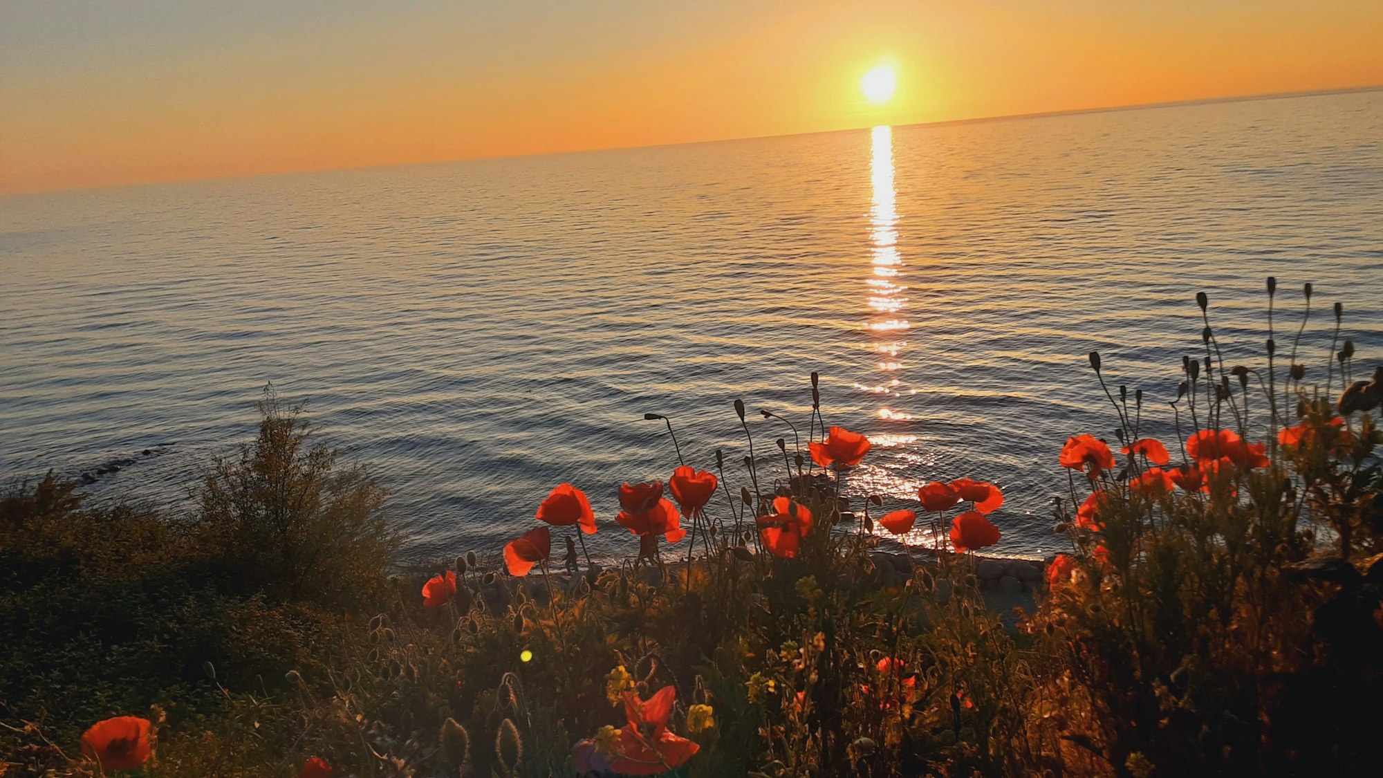 Mohn blüht am Strand, mit Meer und Sonnenuntergang im Hintergrund.