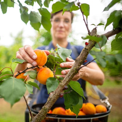 Der Klimawandel fördert den Anbau von Aprikosen und Pfirsichen in Deutschland.