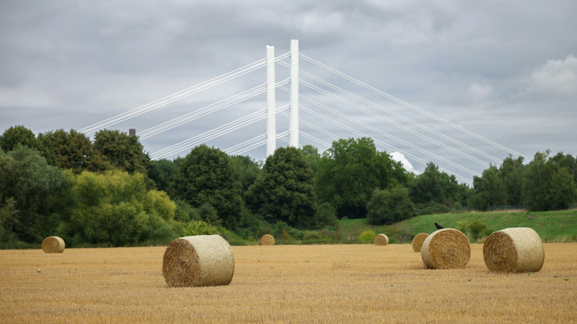 27.07.2025, Nordrhein-Westfalen, Duisburg: Stroh-Rundballen liegen auf enem Feld in Duisburg, im Hintergrund die Rheinbrücke der Autobahn A40. Foto: Christoph Reichwein/dpa +++ dpa-Bildfunk +++