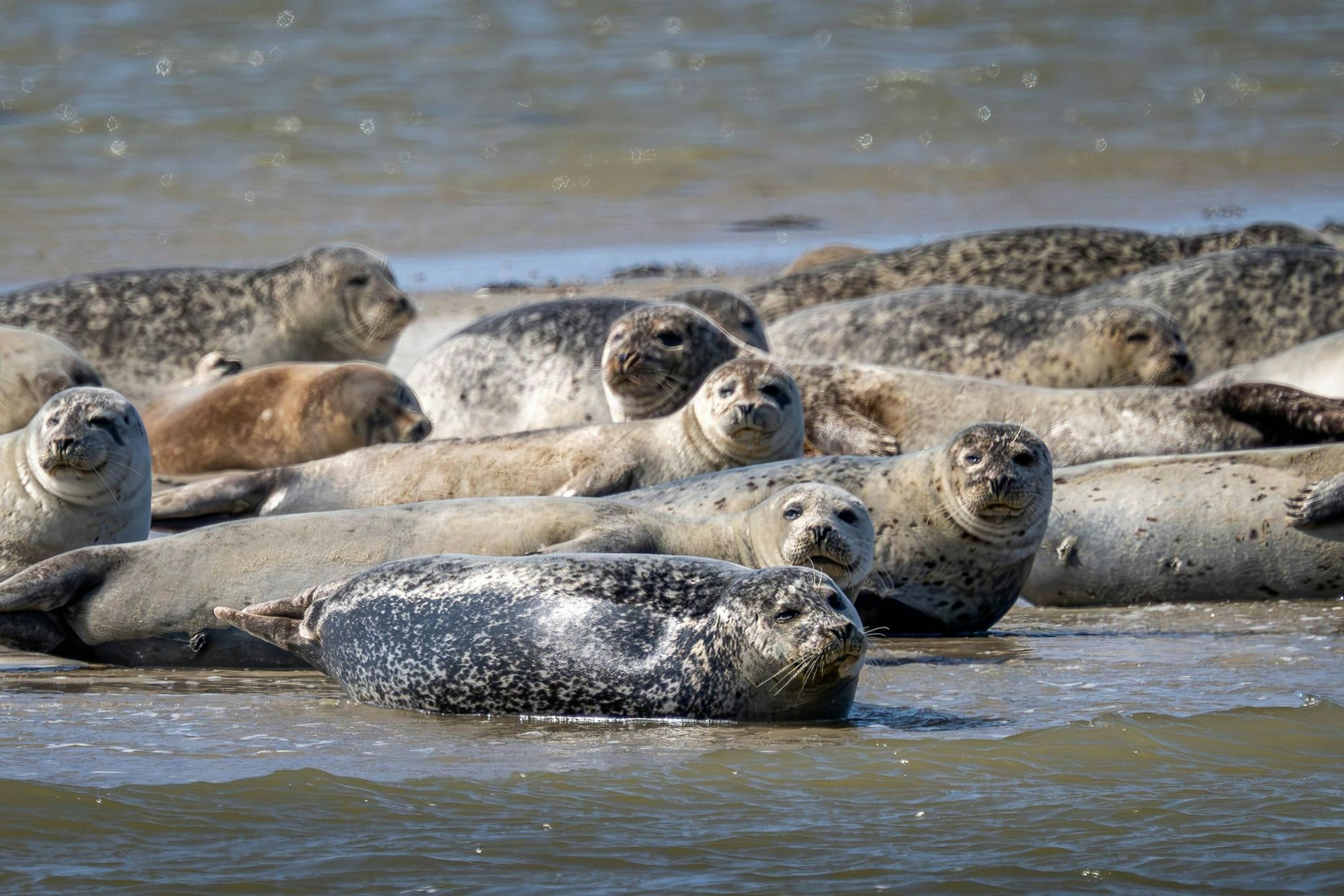 Seehunde brauchen etwa für die Aufzucht ihrer Jungtiere viel Ruhe und sollten nicht gestört werden. (Archivbild)