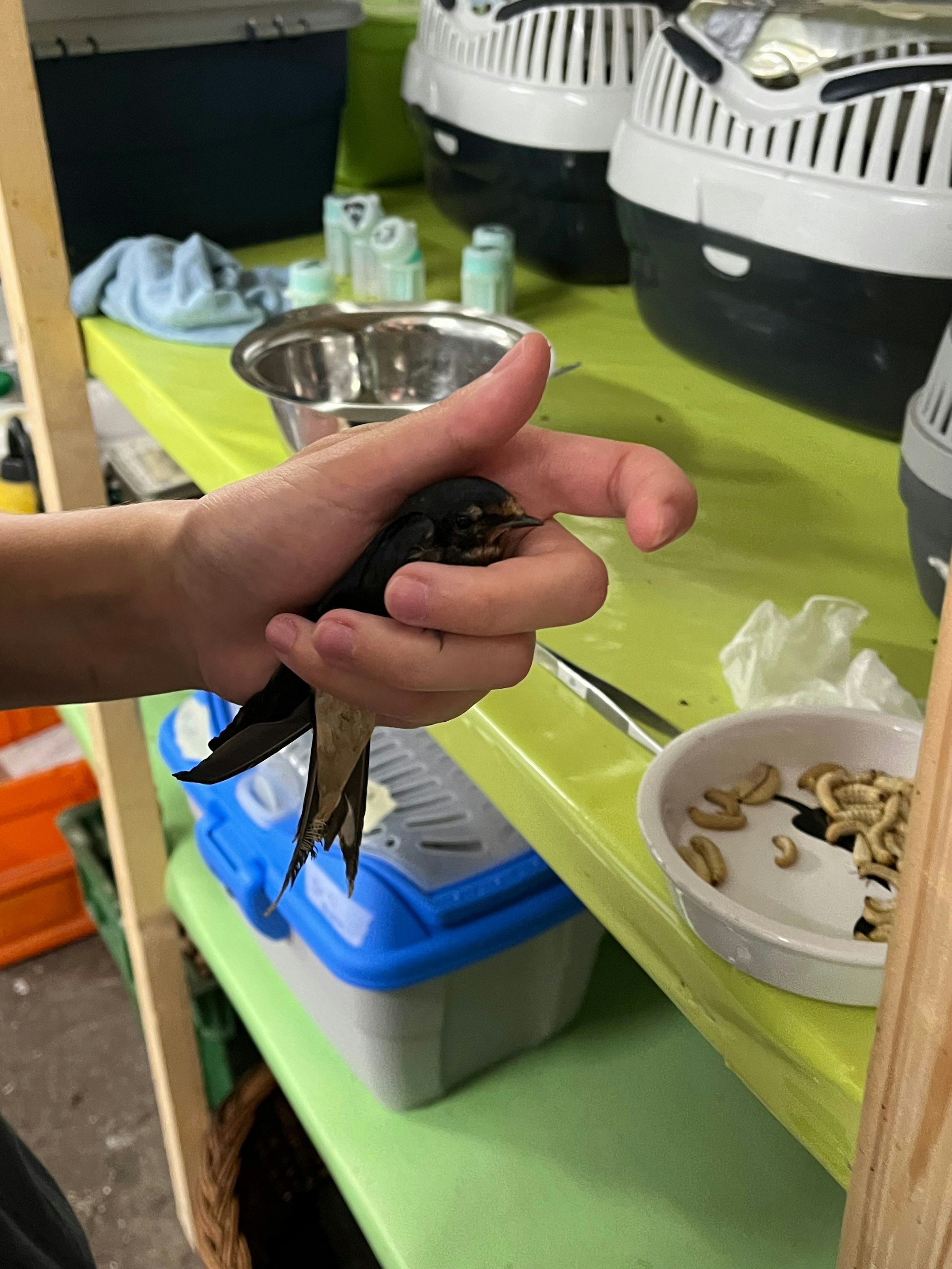 Die angehende Tierärztin Jodie Paffrath füttert die abgegebenen Jungvögel auf Gut Leidenhausen.
