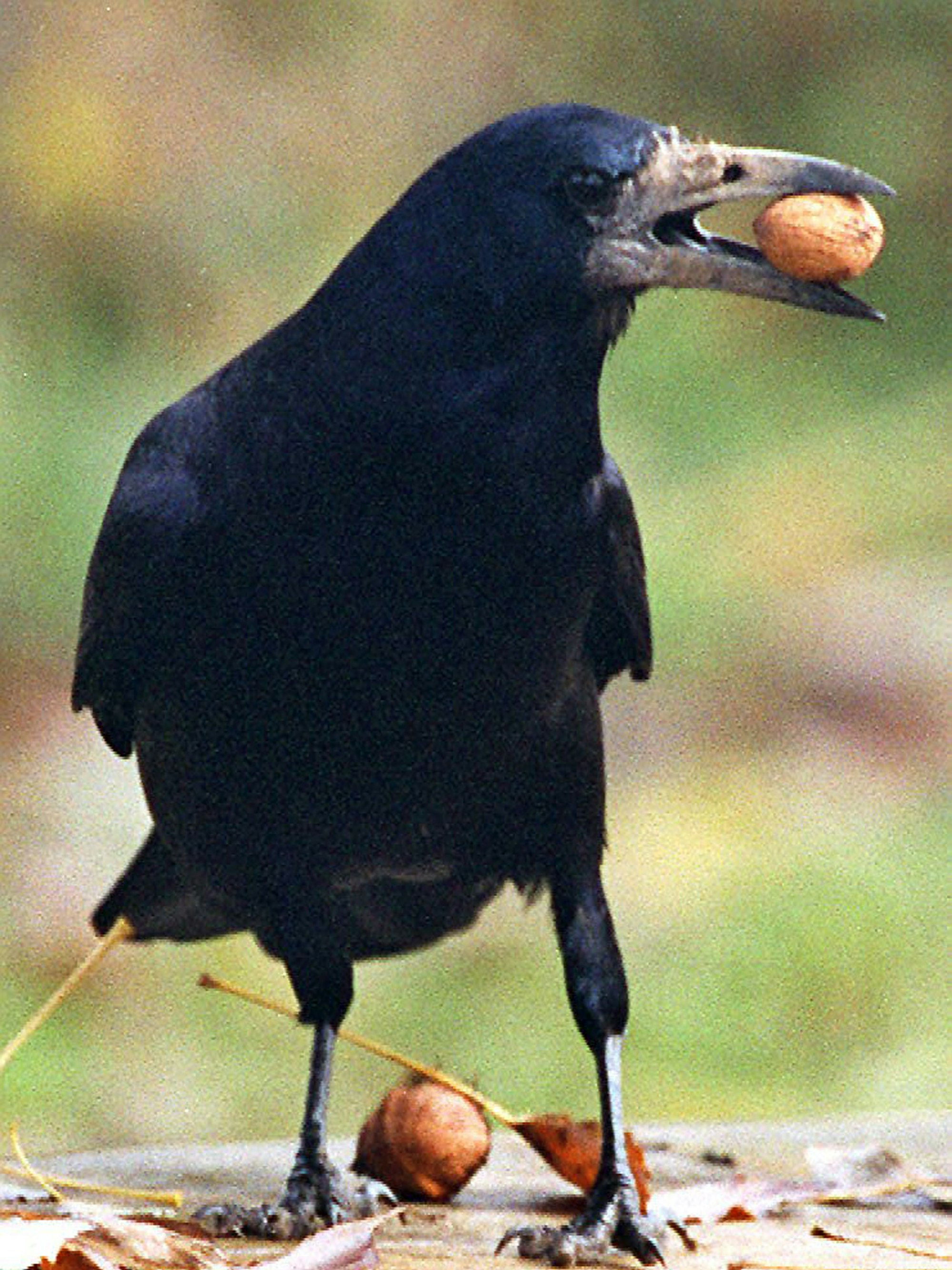 Eine Saatkrähe macht sich an einer Walnuss zu schaffen. In Waldbröl suchen sich die Vögel immer wieder neue Quartiere. Gut ist das nicht.