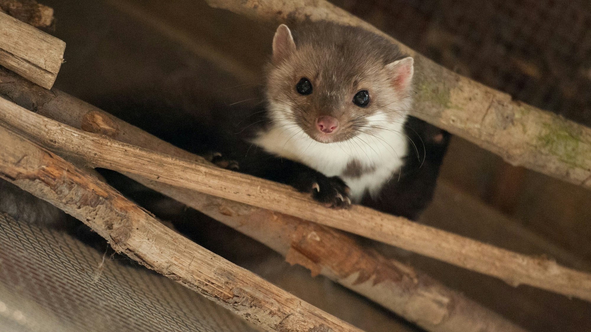 Ein Marder sitzt zwischen Ästen und Stöcken.
