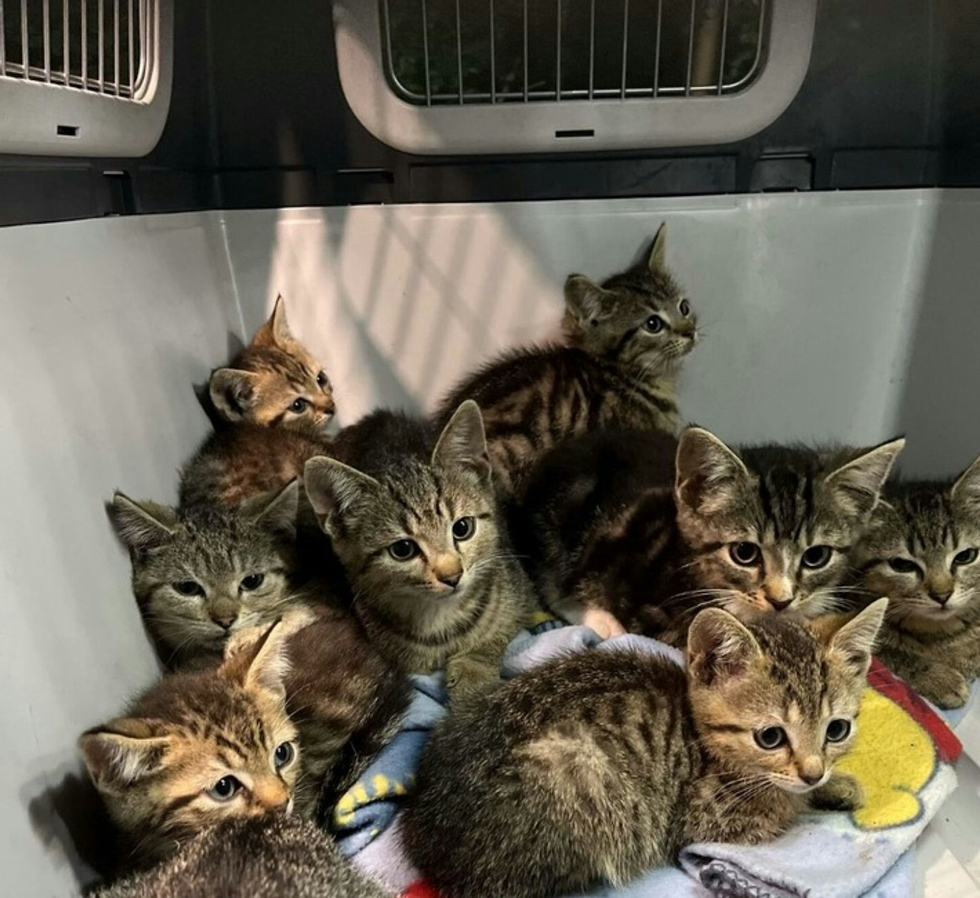 Die Katzenbabys waren in einer offenen Transportbox sich selbst überlassen.