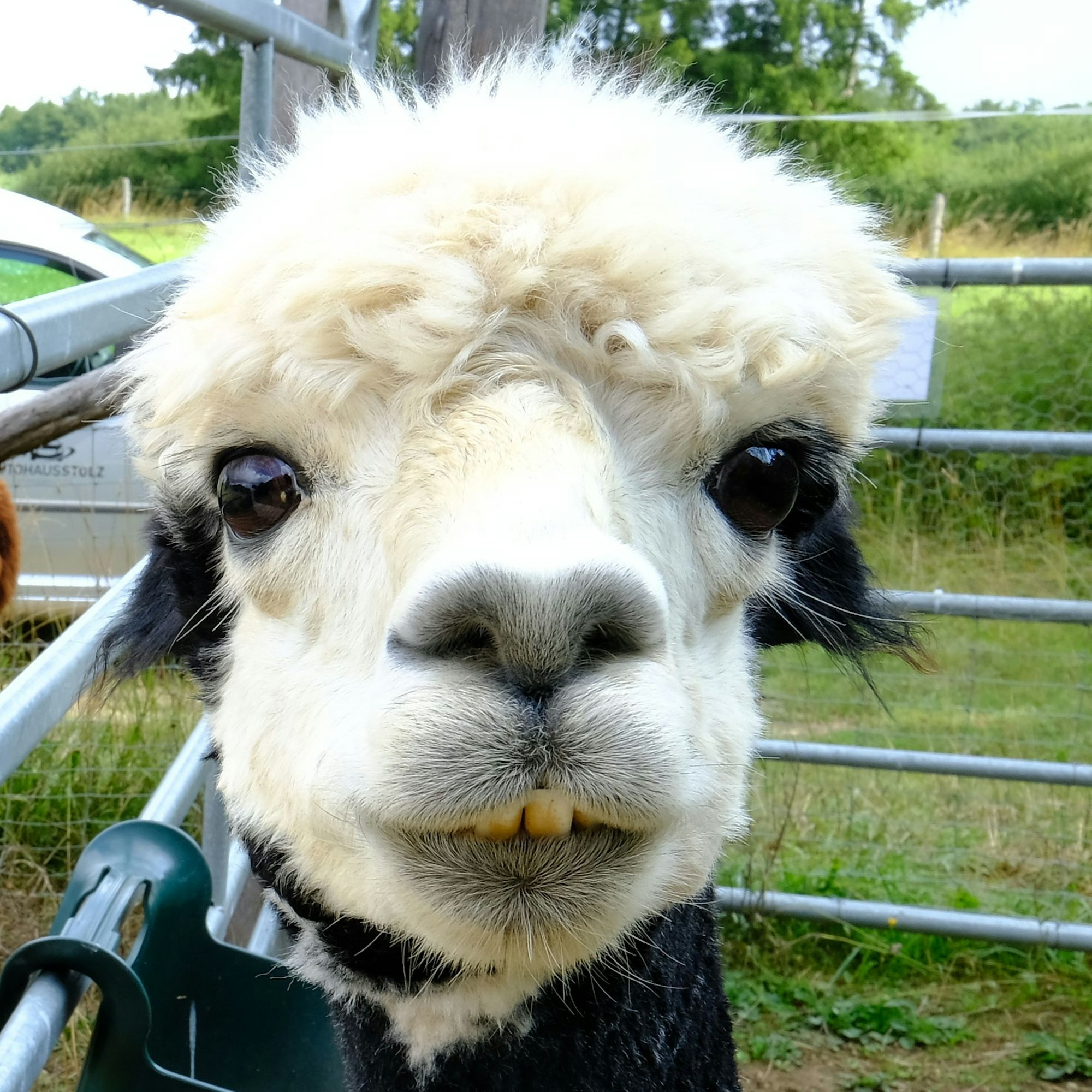 Ein Alpaka-Wallach mit weißem Kopf blickt direkt in die Kamera (Nahaufnahme).