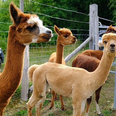Mehrere Alpakas stehen vor dem Zaun auf ihrer Weide in Nettersheim.
