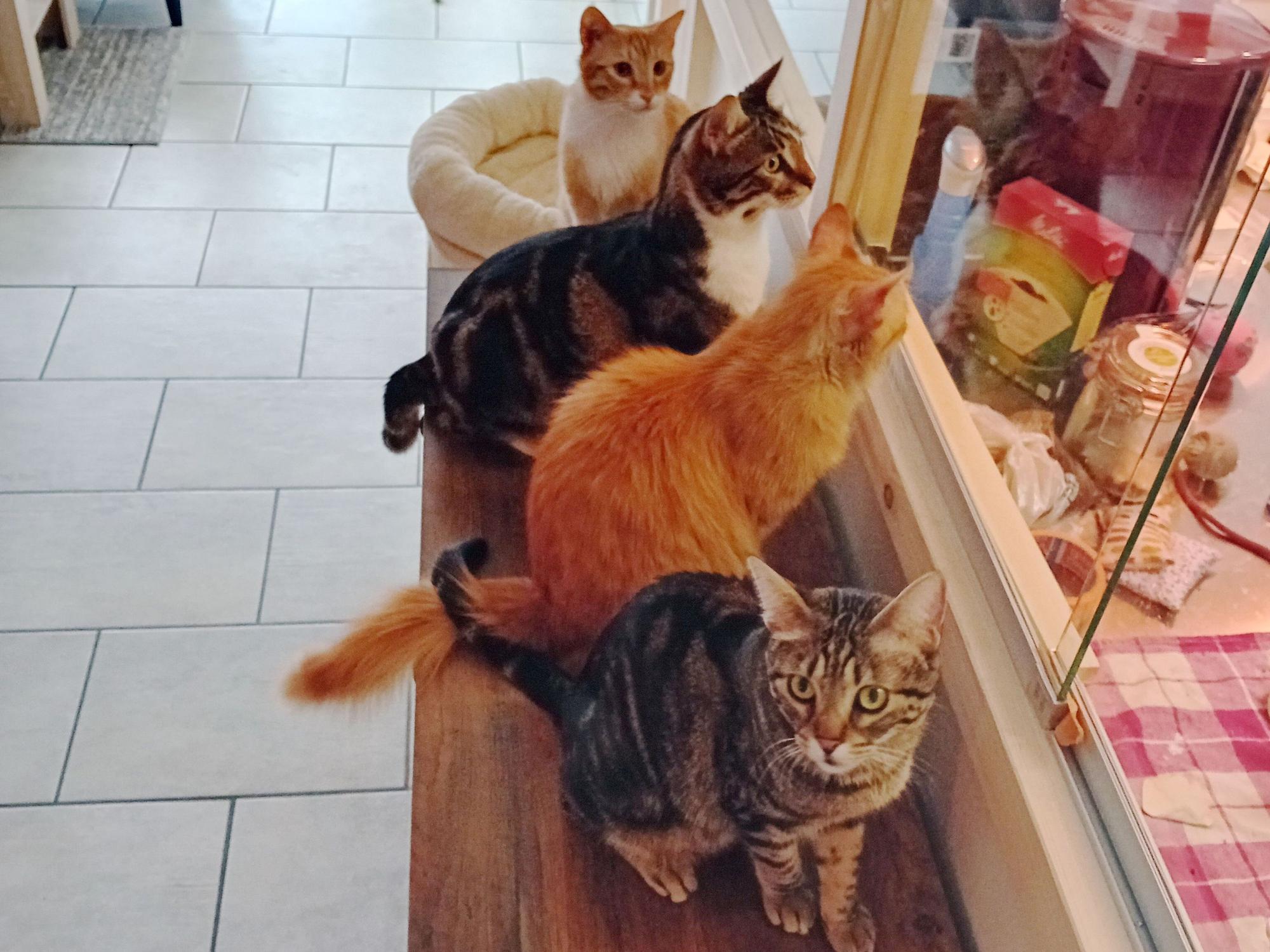 Vier Katzen sitzen auf einer Bank in einem Café.