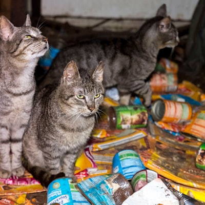 Ein Fall von „Animal Hoarding“ in einer Wohnung, dokumentiert von der Tierschutz-Organisation Peta