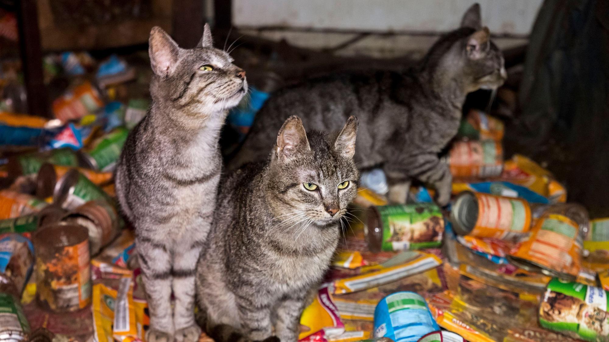 Ein Fall von „Animal Hoarding“ in einer Wohnung, dokumentiert von der Tierschutz-Organisation Peta