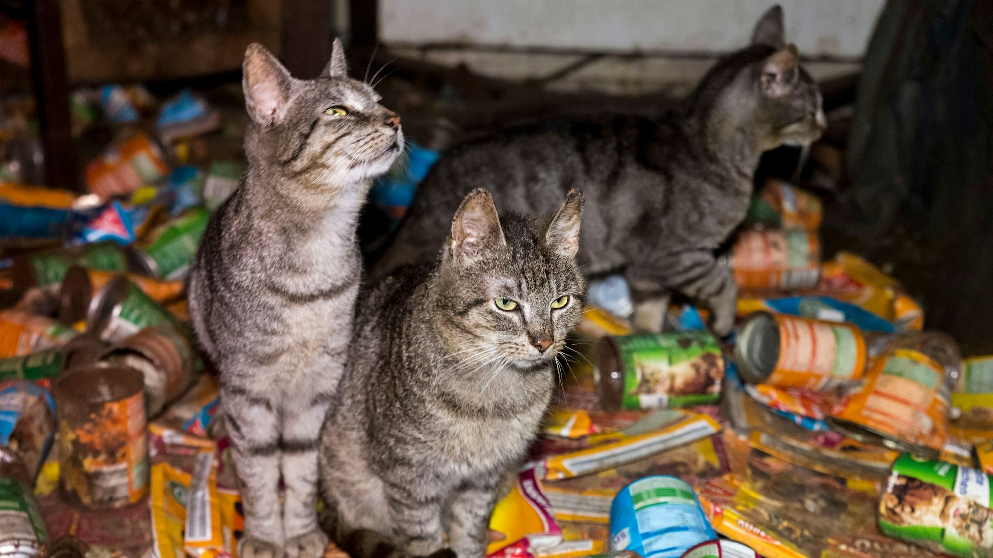 Ein Fall von „Animal Hoarding“ in einer Wohnung, dokumentiert von der Tierschutz-Organisation Peta