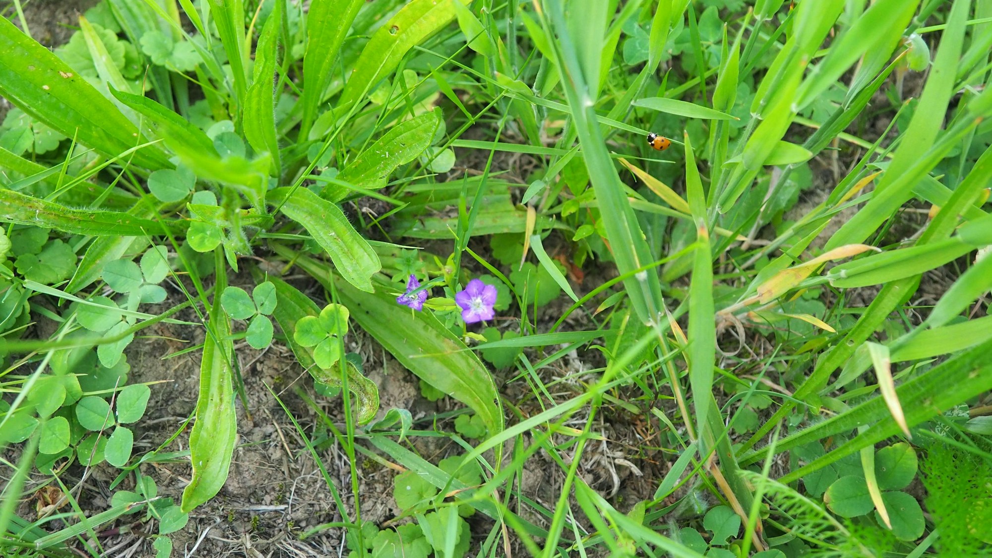 Zwischen Gras und Kräutern findet sich die kleine, sternförmige lila Blüte des Venus-Frauenspiegels.