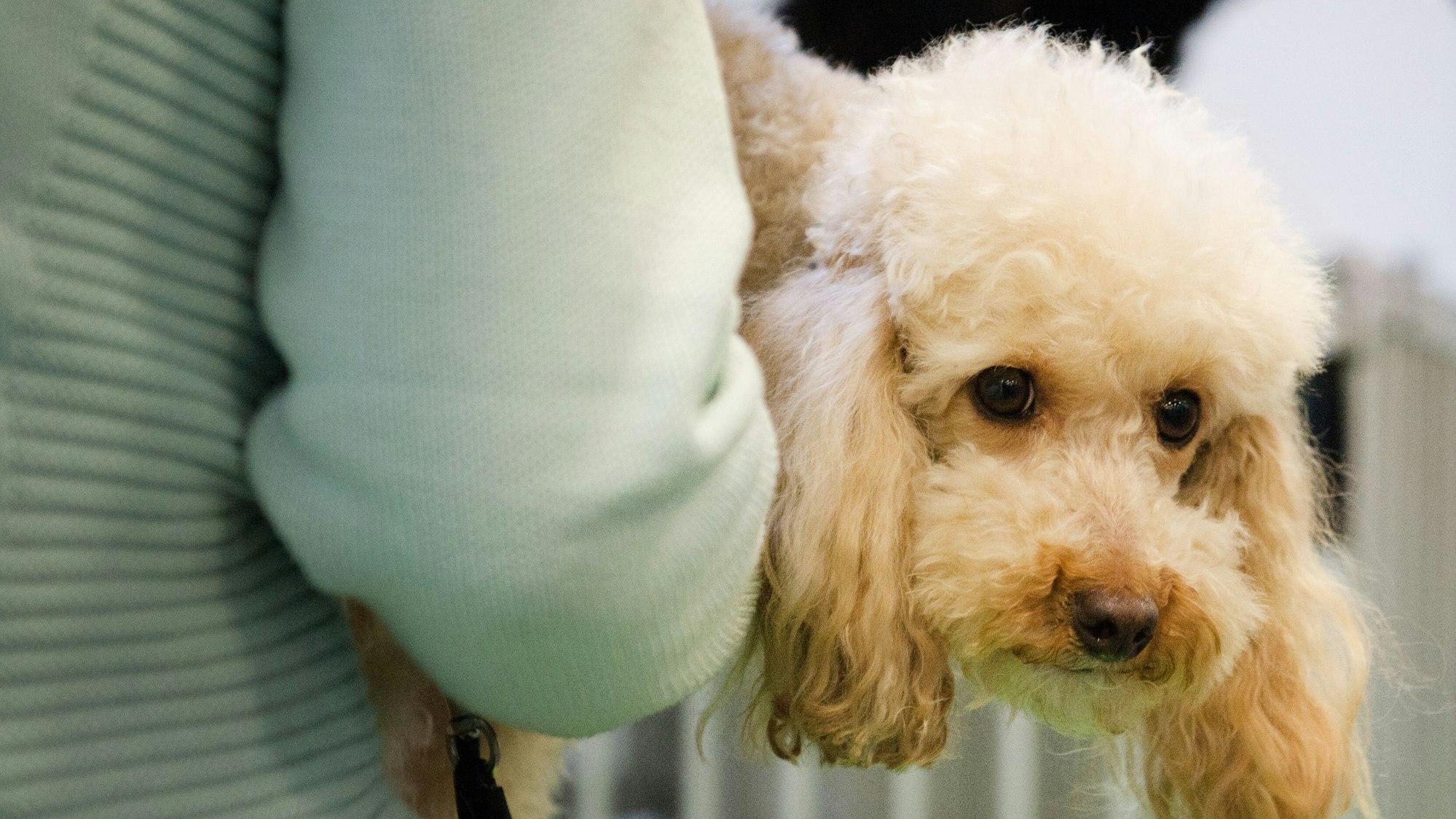 Eine Frau trägt einen Pudel auf dm Arm. Ältere Tiere aus Tierheimen sind oft schwer zu vermitteln.