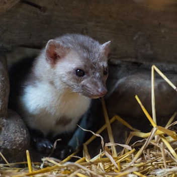 Ein Steinmarder sitzt  in einem Gehege.