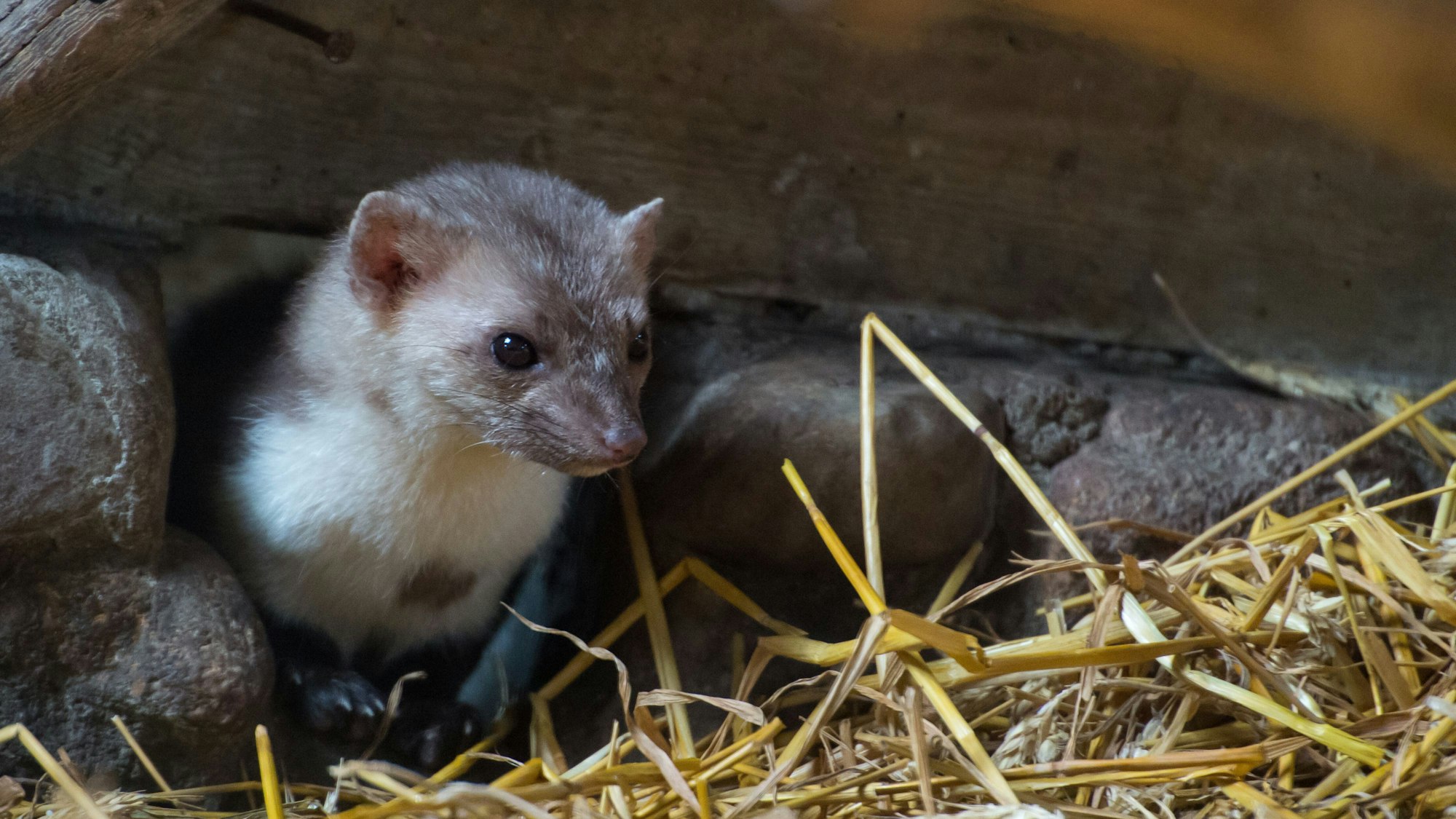 Ein Steinmarder sitzt in einem Gehege.