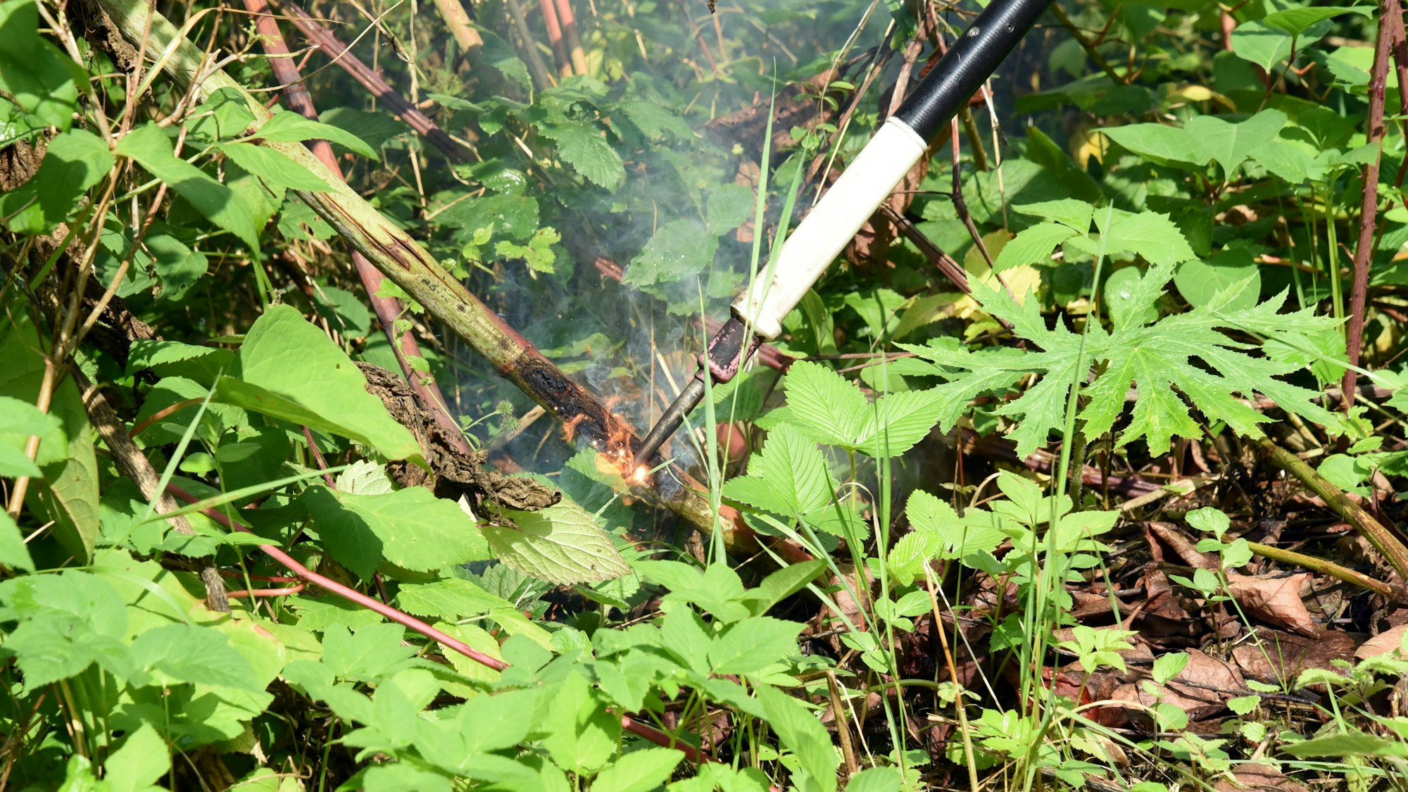 Ein Gerät verbrennt den Stamm einer Herkulesstaude.