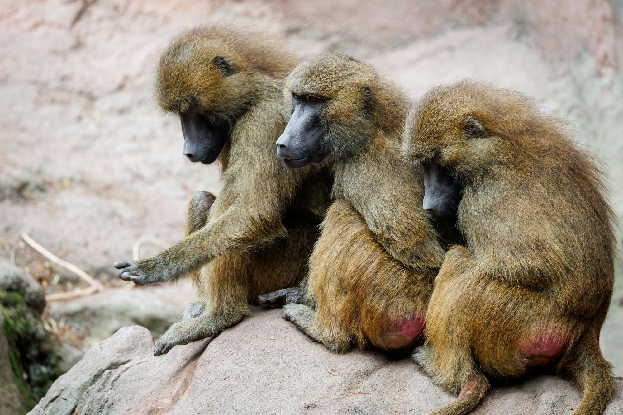 Die Zoos in Köln, Wuppertal und Krefeld haben nach eigenen Angaben bisher noch keine gesunden Affen getötet. (Archivbild)