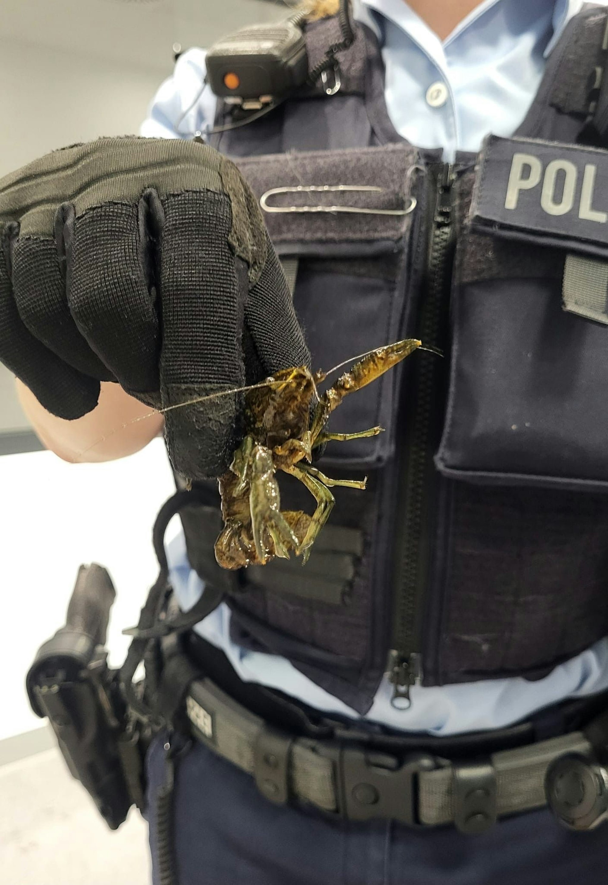 Wem die Flusskrebse gehören, ist bislang unklar.
