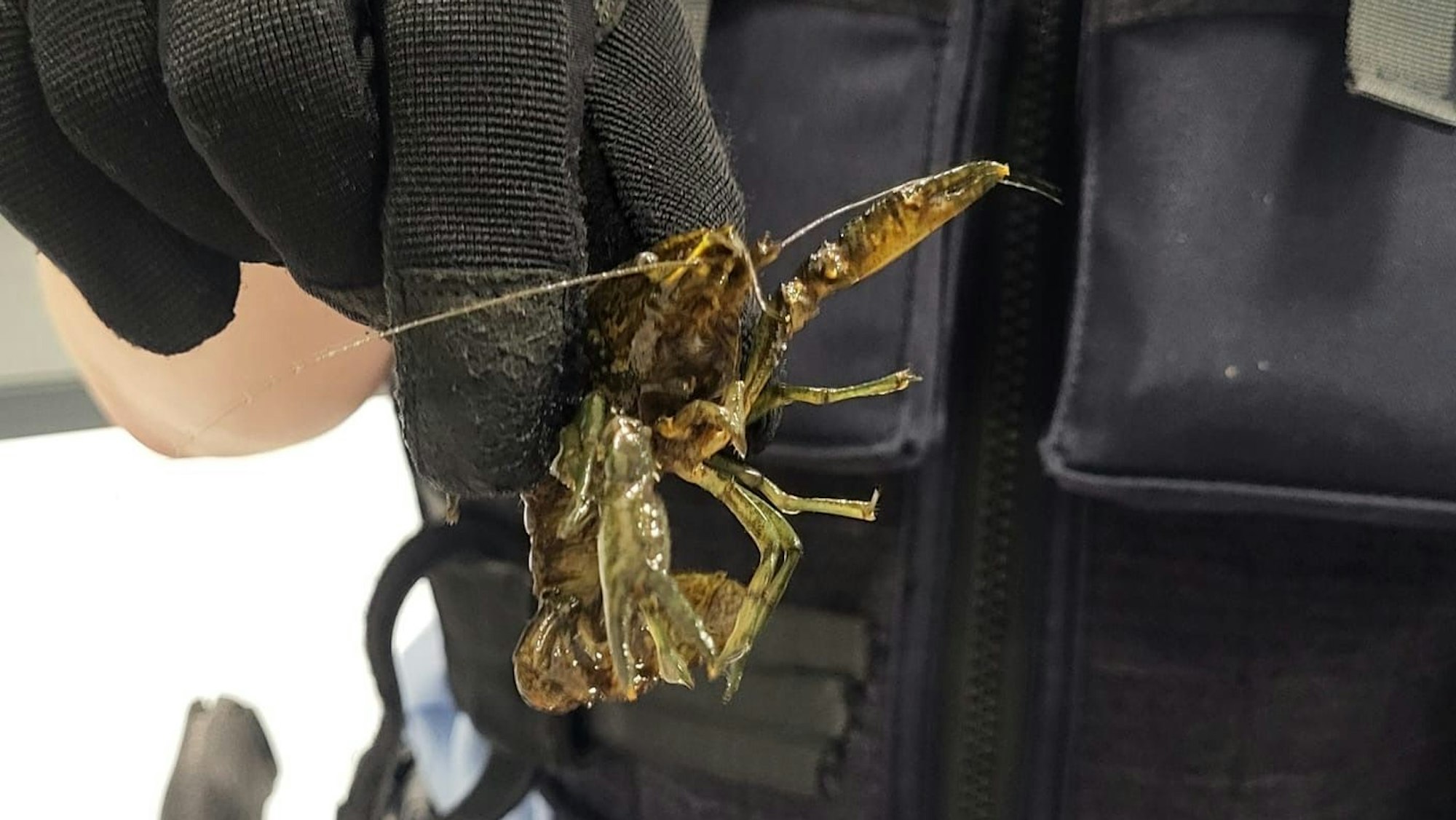 Einer der sichergestellten Flusskrebse.