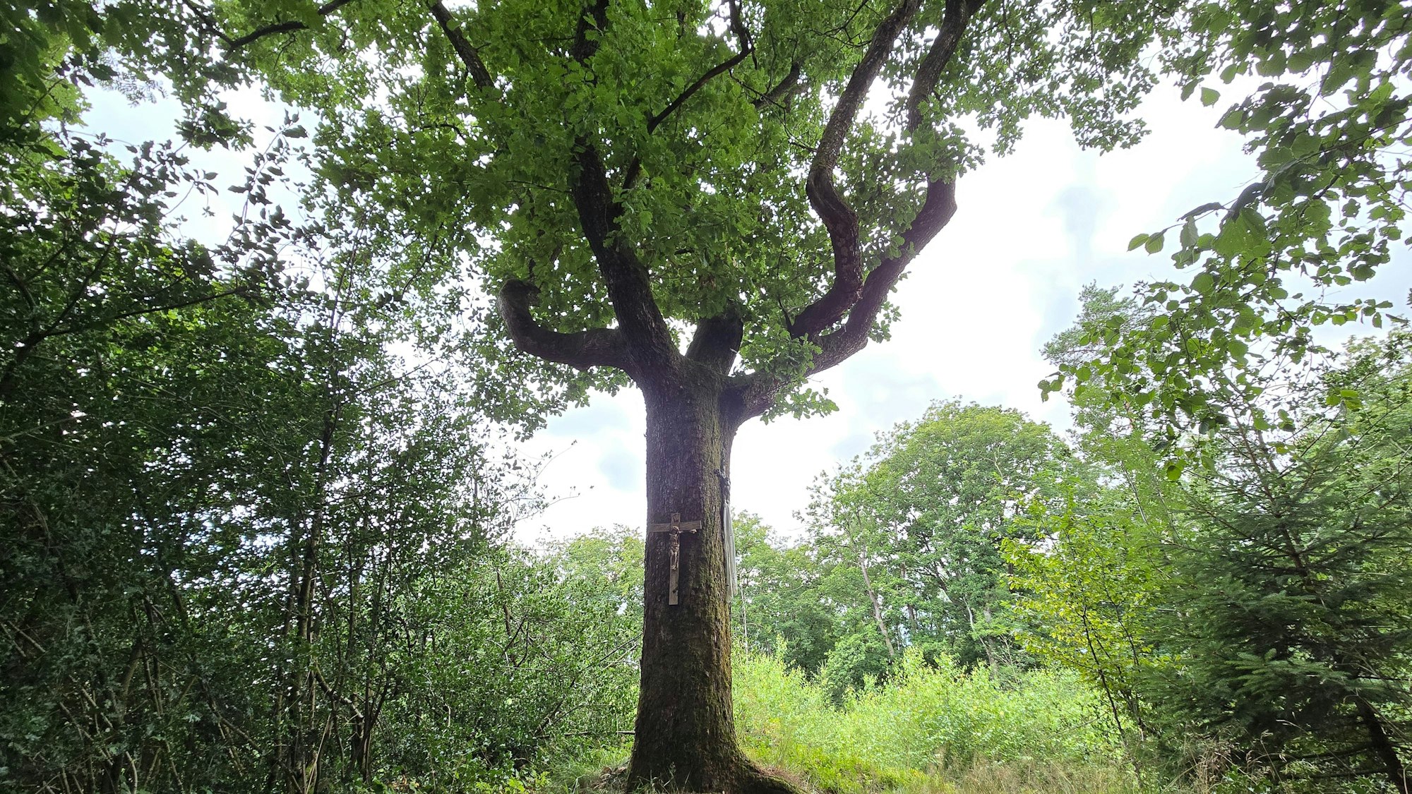 Ein Baum, an dessen Stamm ein Kreuz befestigt ist.