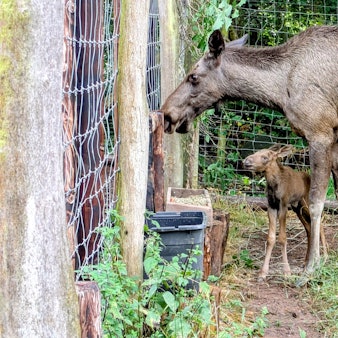 Eine Elchkuh steht mit ihrem Kalb vor einem Zaun des Wildparks in Kommern.