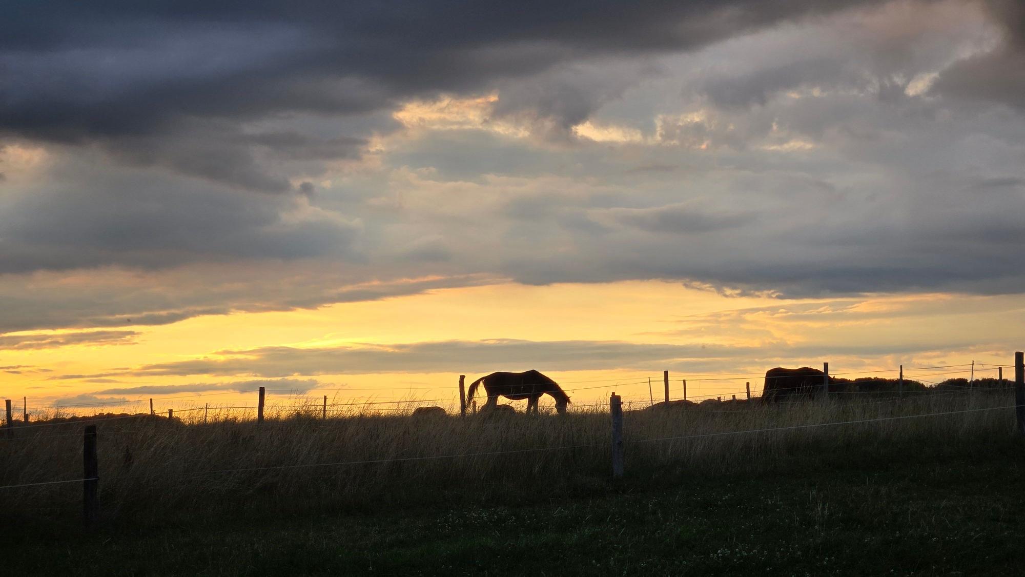 Ein Sonnenuntergang. Im Hintergrund ist ein Pferd auf einer Koppel zu sehen.