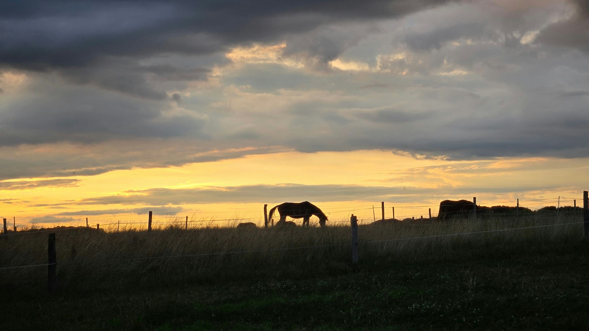 Ein Pferd im Sonnenuntergang.