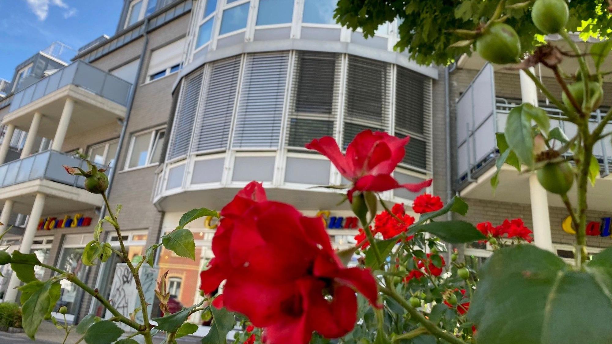 Zu sehen ist eine rote Blume, in Hintergrund ist ein Haus.